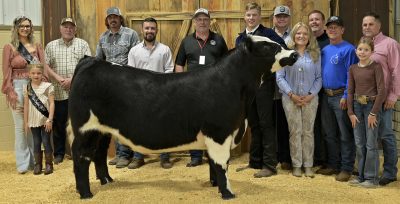 Grand champs shown by a trio of Wainwrights in breed and steer shows